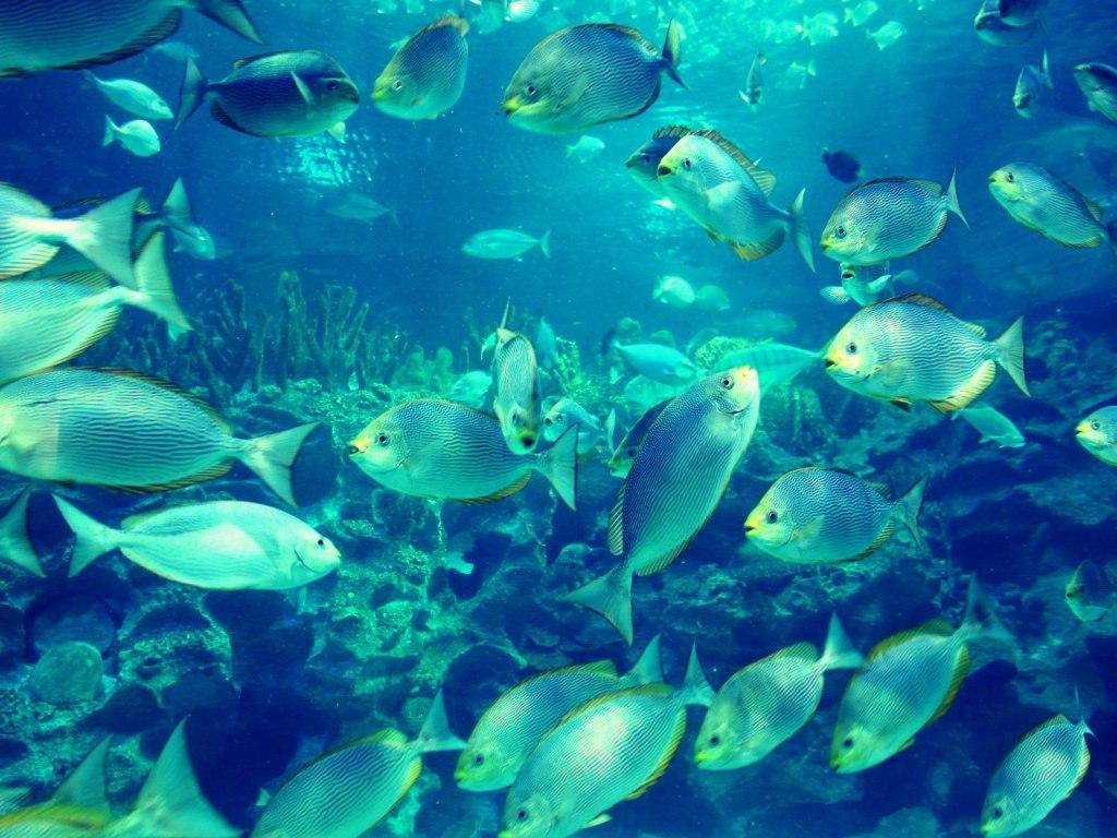 آشنایی با آکواریوم کوالالامپور (Aquaria KLCC) آشنایی با آکواریوم کوالالامپور (Aquaria KLCC)