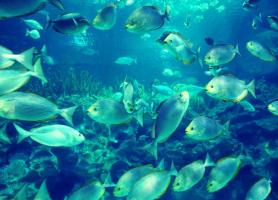 آشنایی با آکواریوم کوالالامپور (Aquaria KLCC)