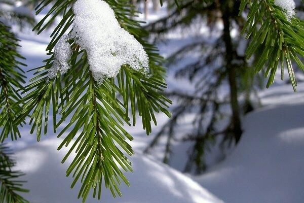 برف در گیلان جمعیت برگ خواران شمشاد را کم می نماید
