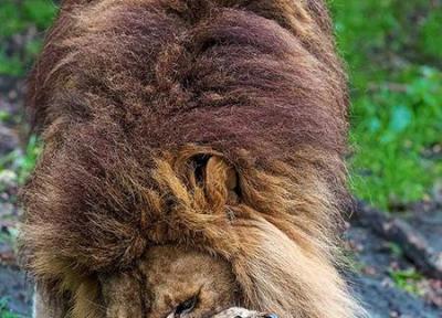 وقتی شیرِ پدر مراقبت از بچه ها را برعهده می گیرد