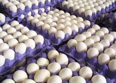 افزایش 2 هزار تومانی نرخ تخم مرغ درب مرغداری