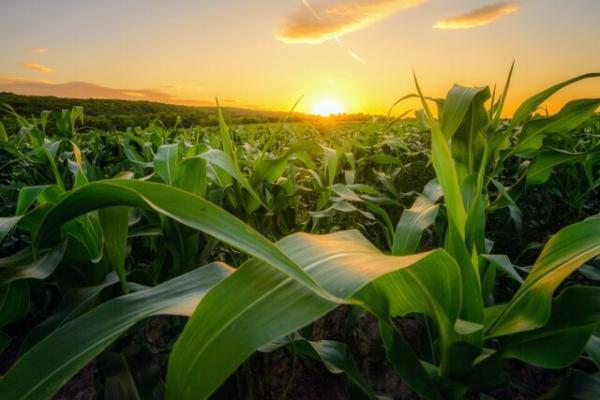 چگونه اثرات زیست محیطی کشاورزی کاهش می یابد؟