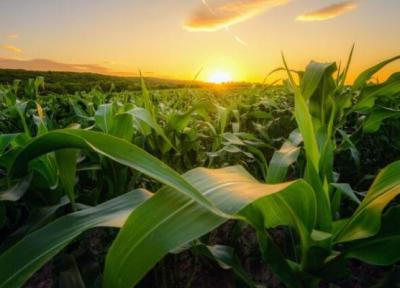 چگونه اثرات زیست محیطی کشاورزی کاهش می یابد؟